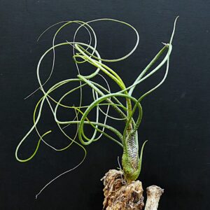 Tillandsia butzii