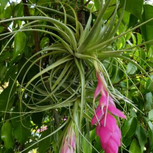 Tillandsia Holm's Carmicta
