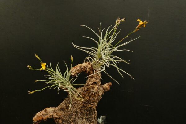 Tillandsia Gold Dust – Bild 3