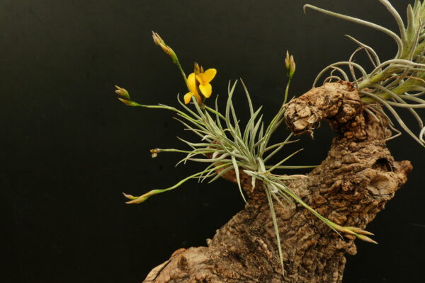Tillandsia Gold Dust