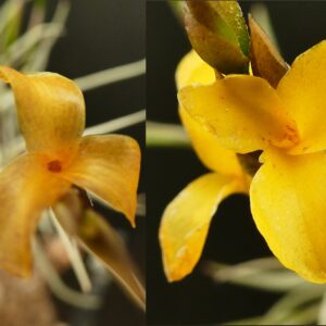 Tillandsia Gold Dust