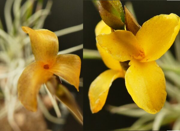 Tillandsia Gold Dust – Bild 6