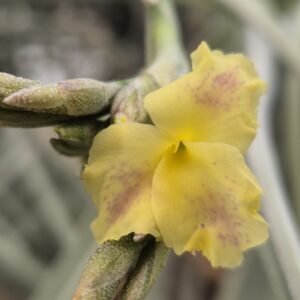 Tillandsia Holm's Mother Lode