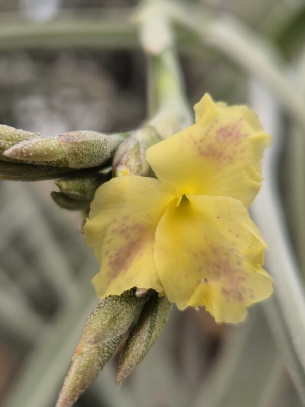 Tillandsia Holm's Mother Lode