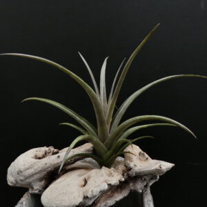 Tillandsia ericii - erwachsene Pflanze