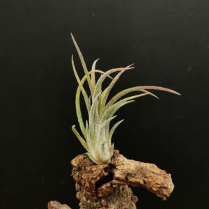 Tillandsia Holm's Ilopango - halbwüchsig