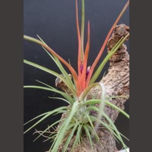 Tillandsia ionantha ‚ionantha‘ x bulbosa