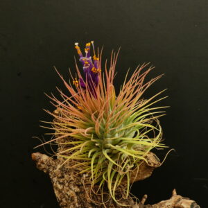 Tillandsia magnusiana x ionantha