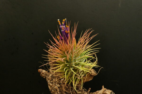 Tillandsia magnusiana x ionantha