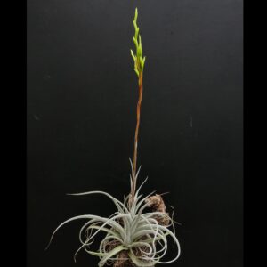 Tillandsia karwinskyana