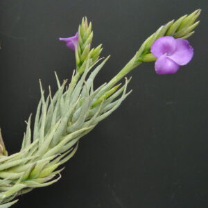 Tillandsia kirschnekii