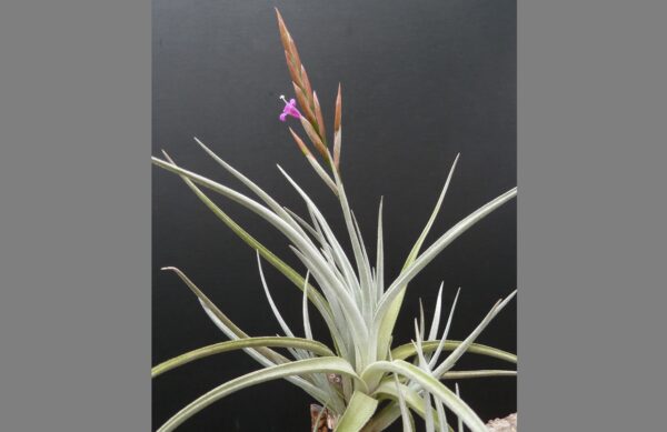 Tillandsia lorentziana ‚blau‘ – Bild 2