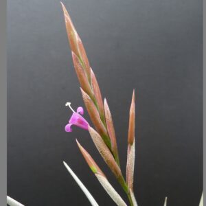 Tillandsia lorentziana ‚blau‘