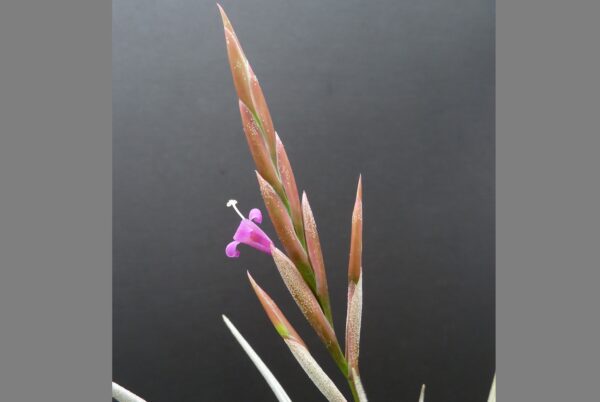 Tillandsia lorentziana ‚blau‘