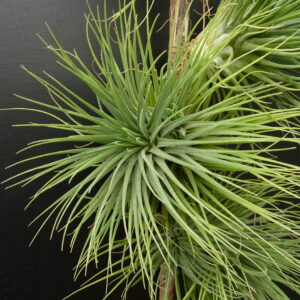 Tillandsia magnusiana x ionantha