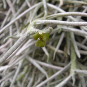 Tillandsia mollis