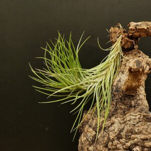Tillandsia pardoi x neglecta - erwachsene Pflanze