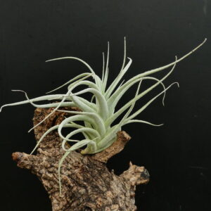 Tillandsia recurvifolia var. subsecundifolia (Sämlinge)