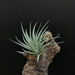 Tillandsia recurvifolia ‚subsecundifolia‘ x recurvifolia - erwachsen