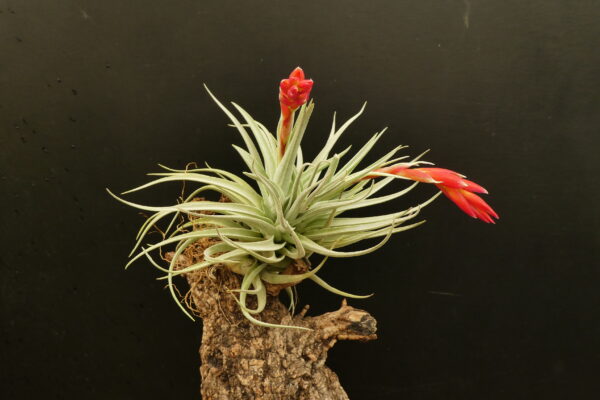Tillandsia recurvifolia ‚subsecundifolia‘ x recurvifolia – Bild 6