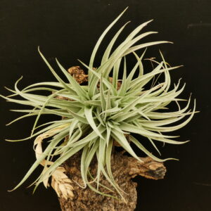 Tillandsia recurvifolia ‚subsecundifolia‘ x recurvifolia - erwachsen mehrtriebig