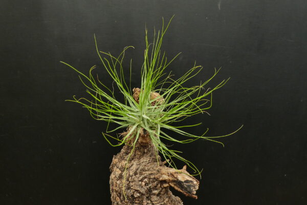 Tillandsia schiedeana (grüner Typ) – Bild 3