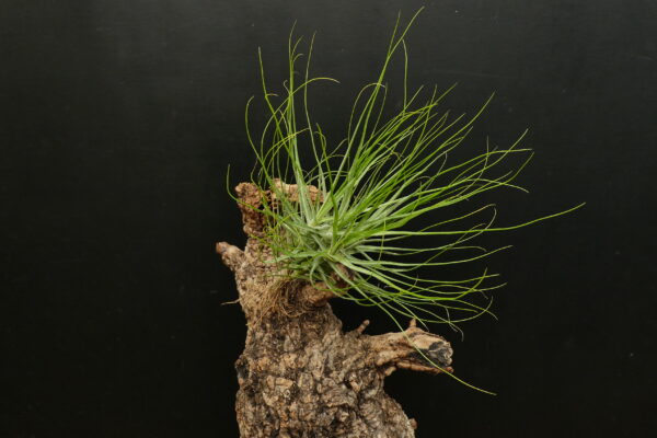 Tillandsia schiedeana (grüner Typ) – Bild 2