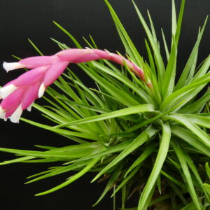 Tillandsia tenuifolia var. Emerald Forest