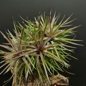 Tillandsia tenuifolia 'Ruby Forest'