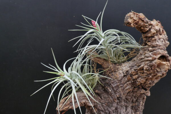 Tillandsia Holm's Starolia – Bild 4