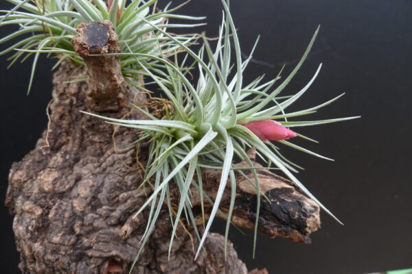 Tillandsia Holm's Starolia – Bild 3