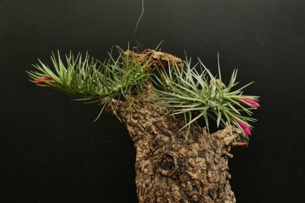 Tillandsia tenuifolia var. vaginata (blaue Blüten) – Bild 3
