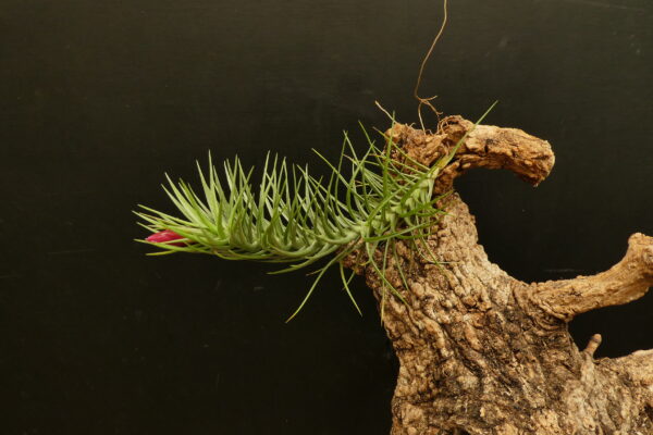 Tillandsia tenuifolia var. vaginata (blaue Blüten) – Bild 4