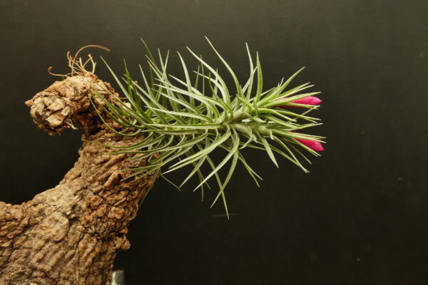 Tillandsia tenuifolia var. vaginata (blaue Blüten) – Bild 5