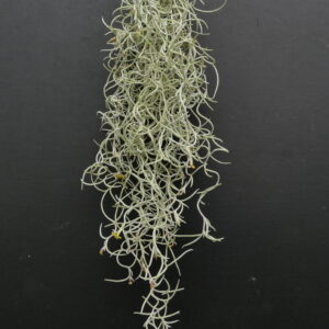 Tillandsia usneoides ‚Curly Mini‘