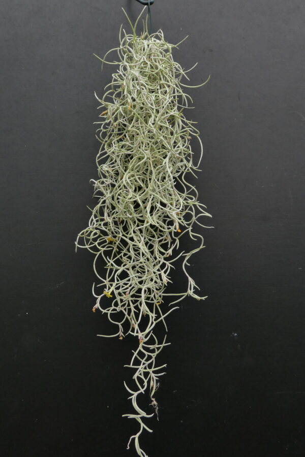 Tillandsia usneoides ‚Curly Mini‘