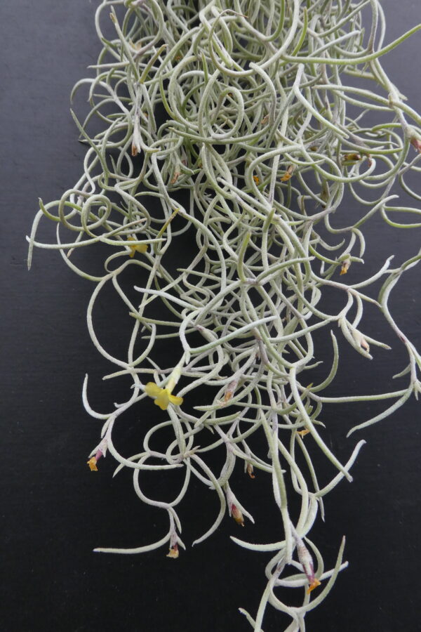 Tillandsia usneoides ‚Curly Mini‘ – Bild 2