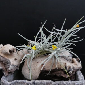 Tillandsia Old Man’s Gold (Typ I - grobes Laub)