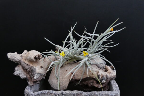 Tillandsia Old Man’s Gold (Typ I - grobes Laub)