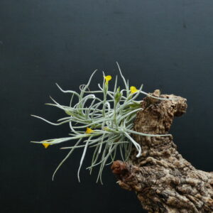 Tillandsia Old Man’s Gold (Typ II - feines Laub)