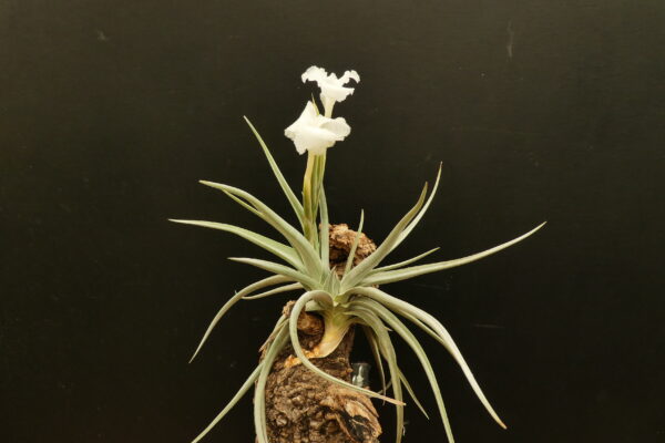 Tillandsia xiphioides – Bild 2