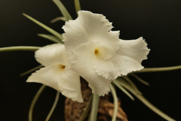 Tillandsia xiphioides – Bild 5