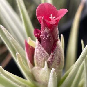Tillandsia Holm's Alberose