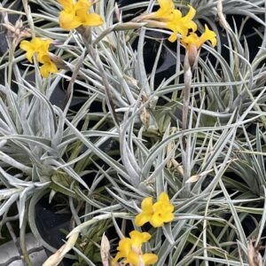 Tillandsia Holm's Sunlight