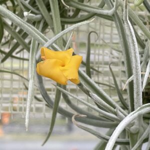 Tillandsia Holm's Mother Lode