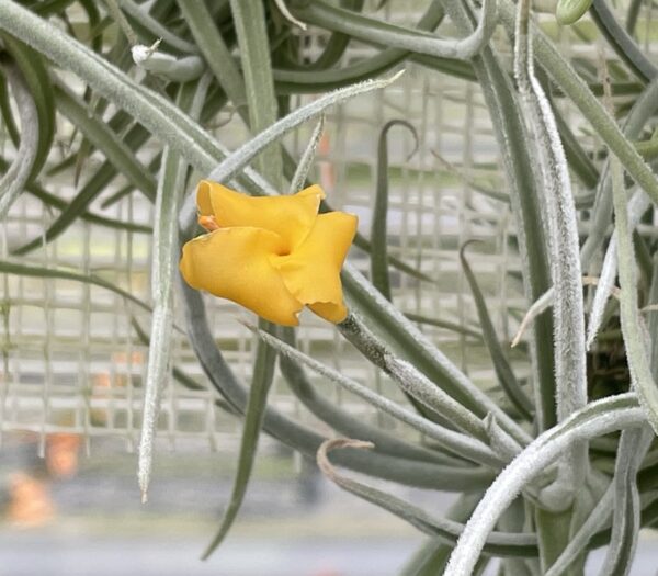 Tillandsia Holm's Mother Lode