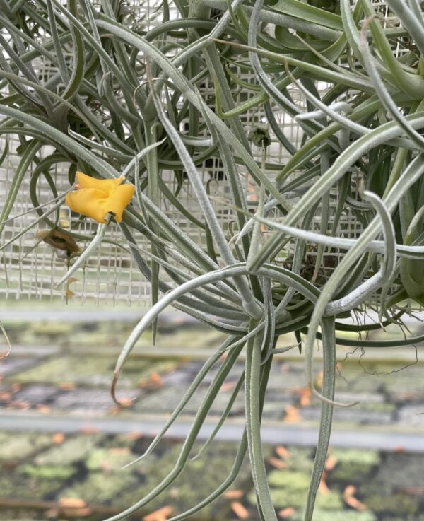 Tillandsia Holm's Mother Lode – Bild 6