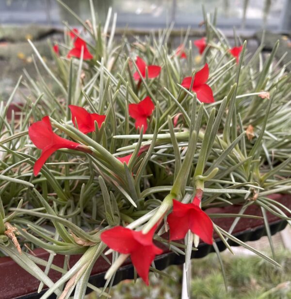 Tillandsia albertiana – Bild 6
