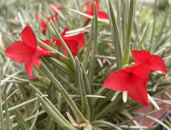 Tillandsia albertiana – Bild 7