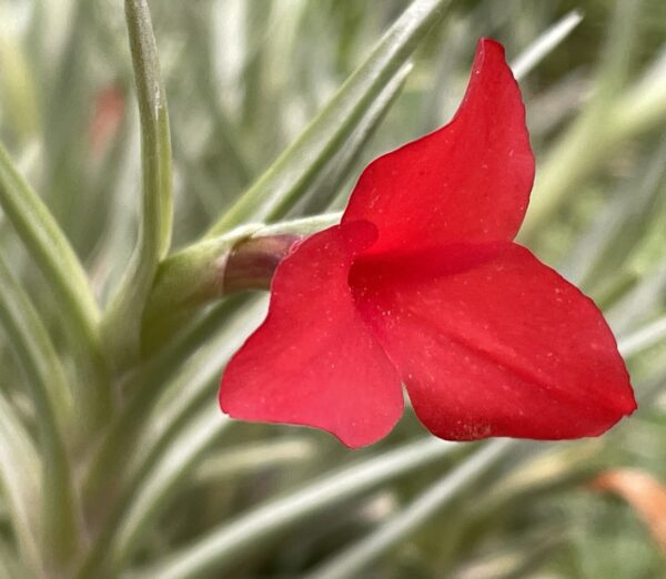 Tillandsia albertiana – Bild 5